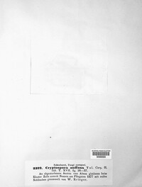 Cryptosporella suffusa image